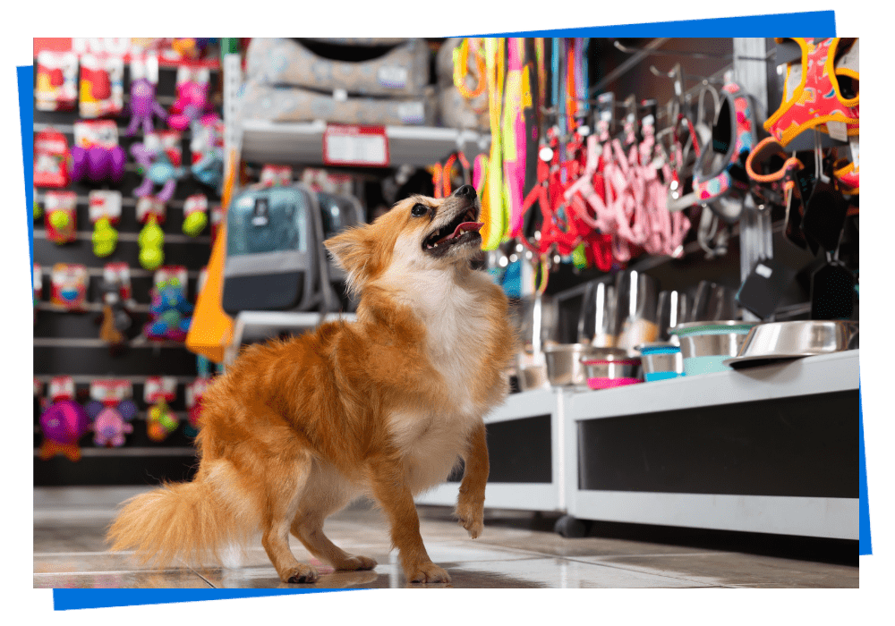 Criação de Sites para Pet Shops